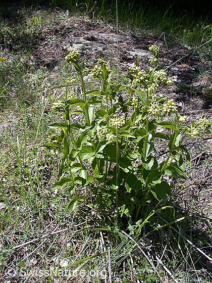 Foto: Schwalbenwurz (Vincetoxicum hirundinaria). Ganze Pflanze (Habitus).