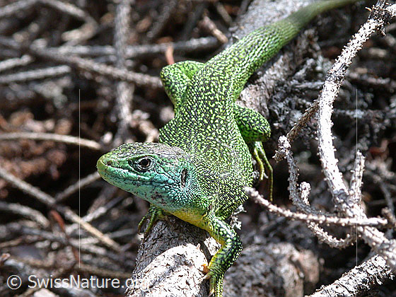 Foto: Smaragdeidechse (Lacerta bilineata) auf Ast.