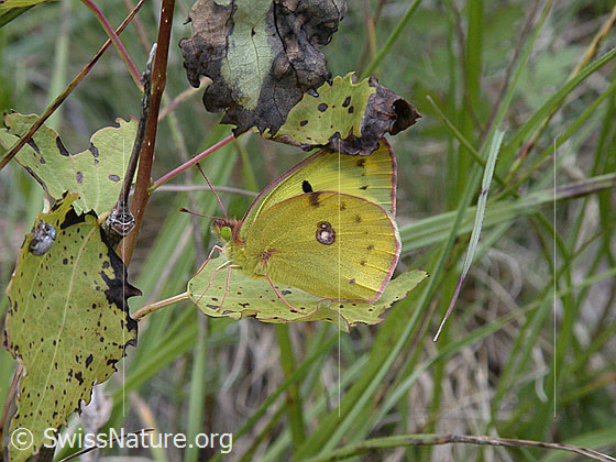 Foto: Goldene Acht auf Blatt sitzend. Sichtbar ist die gute Tarnung.
Lat.: Colias hyale