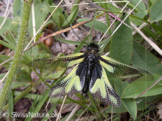 Foto: Schmetterlingshaft
Lat.: Libelloides coccajus