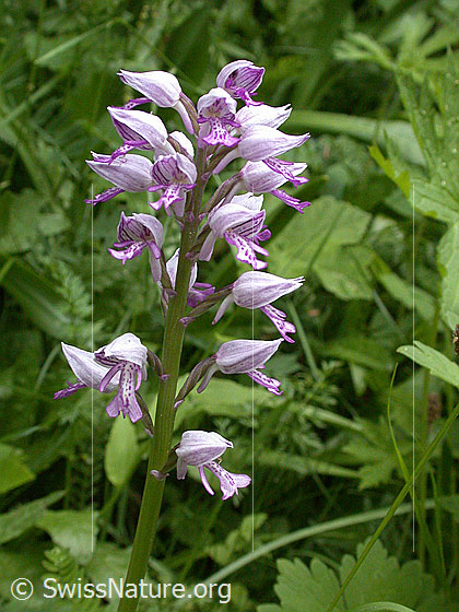 Foto: Helm-Knabenkraut (Orchis militaris). Blütenstand.
Lat.: Orchis militaris
Familie: Orchidaceae (Orchideen)
Unterfamilie: Orchidoideae
Gattung: Orchis (Knabenkräuter)