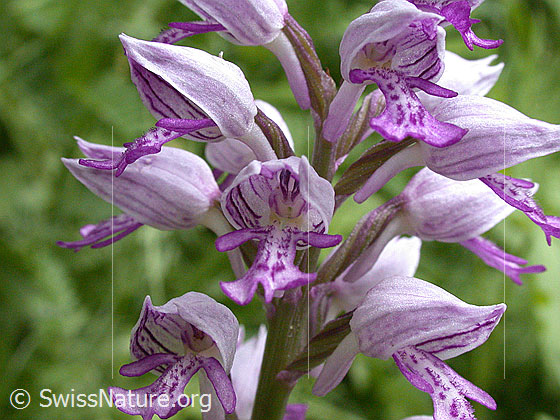 Foto: Helm-Knabenkraut (Orchis militaris). Blüten.
Lat.: Orchis militaris
Familie: Orchidaceae (Orchideen)
Unterfamilie: Orchidoideae
Gattung: Orchis (Knabenkräuter)