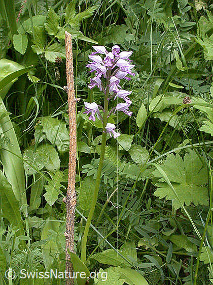 Foto: Helm-Knabenkraut (Orchis militaris). Ganze Pflanze (Habitus).
Lat.: Orchis militaris
Familie: Orchidaceae (Orchideen)
Unterfamilie: Orchidoideae
Gattung: Orchis (Knabenkräuter)