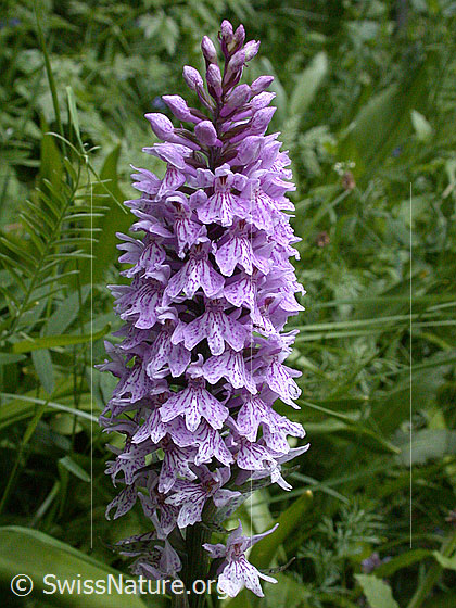 Foto: Geflecktes Knabenkraut, Blütenstand 
Lat.: Dactylorhiza maculata