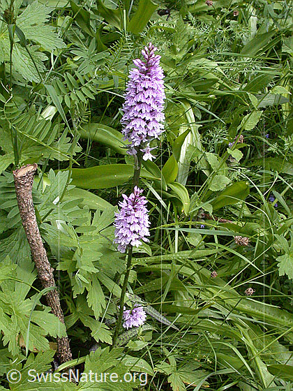 Foto: Geflecktes Knabenkraut, ganze Pflanze 
Lat.: Dactylorhiza maculata