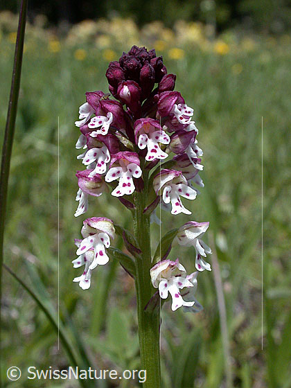 Foto: Schwärzliches Knabenkraut, Blüte 
Lat.: Orchis ustulata
Familie: Orchidaceae (Orchideen, Knabenkräuter)