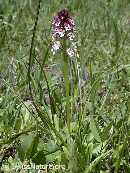 Foto: Schwärzliches Knabenkraut, ganze Pflanze 
Lat.: Orchis ust
Familie: Orchidaceae (Orchideen, Knabenkräuter)
