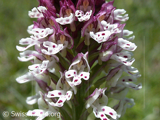 Foto: Schwärzliches Knabenkraut, Blüte 
Lat.: Orchis ustulata
Familie: Orchidaceae (Orchideen, Knabenkräuter)
