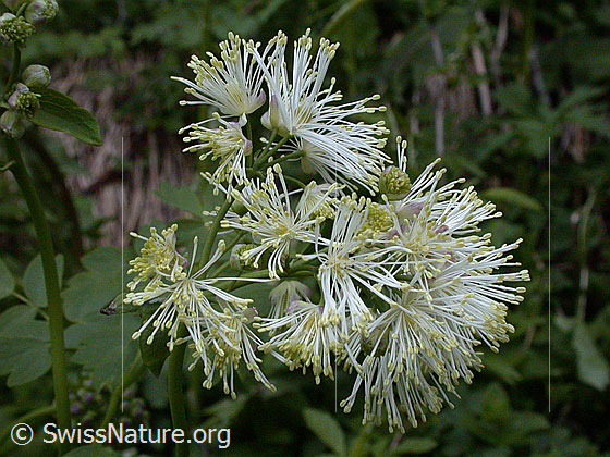 Foto: Akeleiblättrige Wiesenraute 
Lat.: Thalictrum aquilegiifolium 
Familie: Ranunculaceae