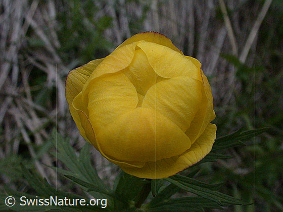 Foto: Europäische Trollblume 
Lat.: Trollius europaeus
