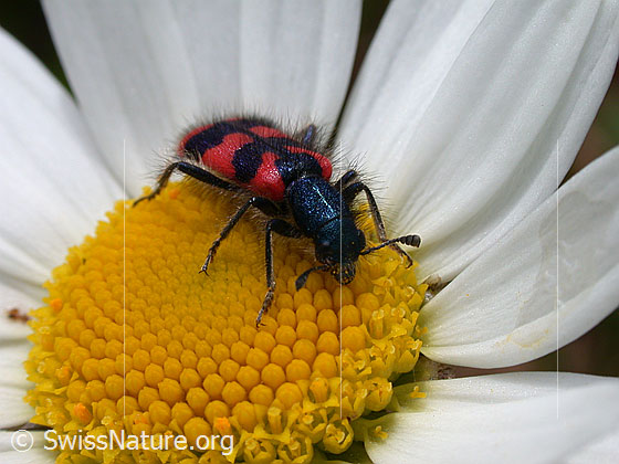 Zottiger Bienenkäfer (Trichodes alvearius) auf Gewöhnlicher Wiesen-Margerite (Leucanthemum vulgare)