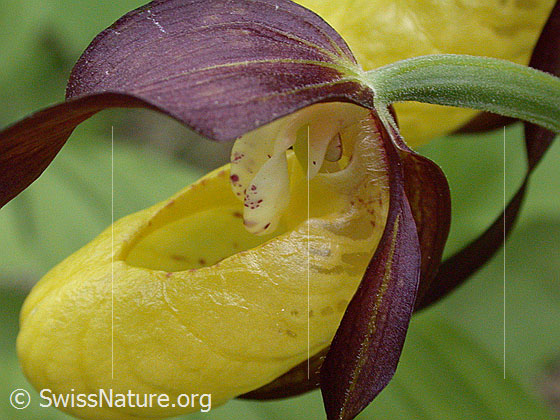 Foto: Frauenschuh 
Umgebung: Lichter Wald.
Lat.: Cypripedium calceolus
Familie: Orchidaceae (Orchideen)