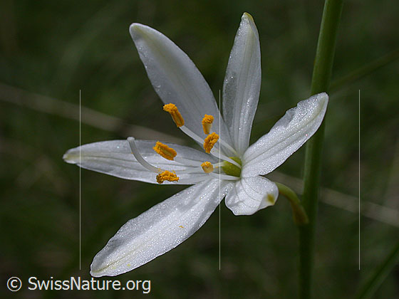 Foto: Astlose Graslilie (Anthericum liliago)