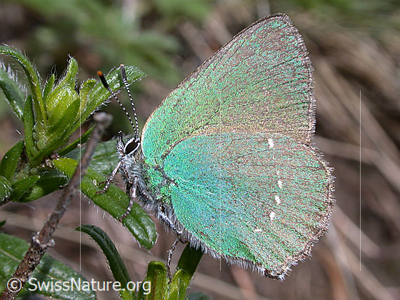 Foto: Brombeerzipfelfalter
Lat.: Callophrys rubi
Familie: Lycaenidae (Bläulinge)