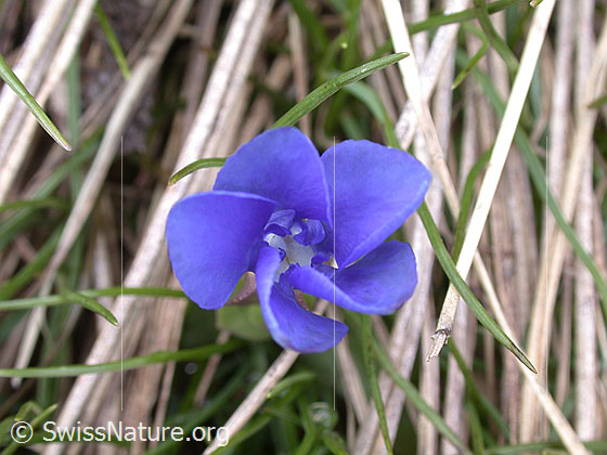 Foto: Frühlings Enzian, Blüte von oben 
Lat.: Gentiana verna
Familie: Gentiananceae (Enziangewächse)