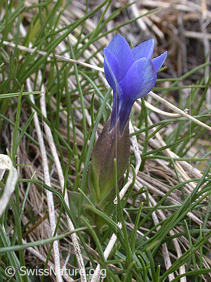 Foto: Frühlings Enzian, einzelne Pflanze 
Lat.: Gentiana verna
Familie: Gentiananceae (Enziangewächse)