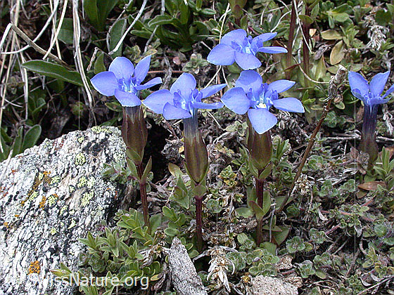Foto: Frühlings Enzian, mehrere Pflanzen mit Umgebung 
Lat.: Gentiana verna
Familie: Gentiananceae (Enziangewächse)