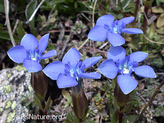 Foto: Frühlings Enzian, mehrere Blüten 
Lat.: Gentiana verna
Familie: Gentiananceae (Enziangewächse)