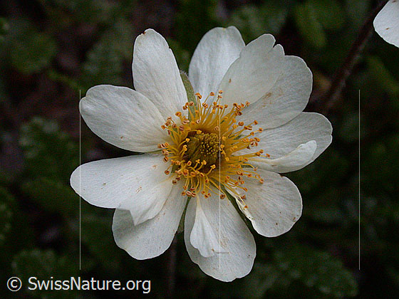 Foto: Silberwurz, Blüte 
Lat.: Dryas octopetala