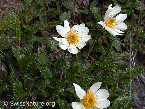 Foto: Silberwurz 
Lat.: Dryas octopetala
