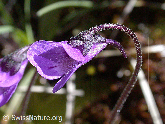 Foto: Gemeines Fettblatt (Pinguicula vulgaris). Blüte.
Lat.: Pinguicula vulgaris
Familie: Lentibulariaceae (Wasserschlauchgewächse)
Gattung: Pinguicula (Fettkräuter)