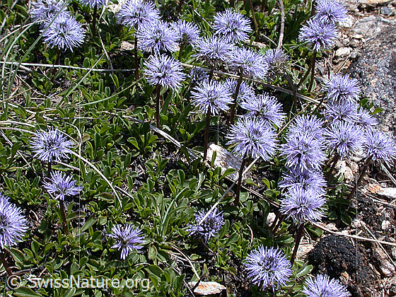 Foto: Polster mit herzblättrigen Kugelblumen 
Lat.: Globularia cordifolia
Familie: Plantaginaceae (Wegerichgewächse)
Gattung: Globularia (Kugelblumen)