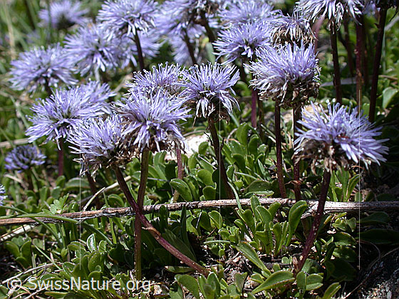 Foto: Polster mit herzblättrige Kugelblumen, Aufnahme aus der Bodenperspektive. 
Lat.: Globularia cordifolia
Familie: Plantaginaceae (Wegerichgewächse)
Gattung: Globularia (Kugelblumen)