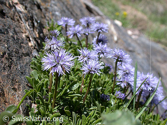 Foto: Herzblättrige Kugelblume 
Lat.: Globularia cordifolia
Familie: Plantaginaceae (Wegerichgewächse)
Gattung: Globularia (Kugelblumen)