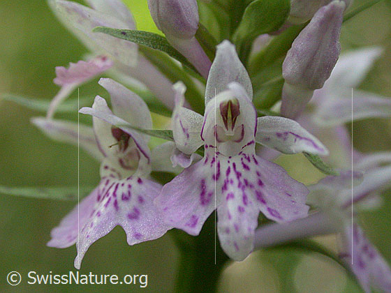 Foto: Blüte des gefleckten Knabenkrauts 
Lat.: Dactylorhiza maculata