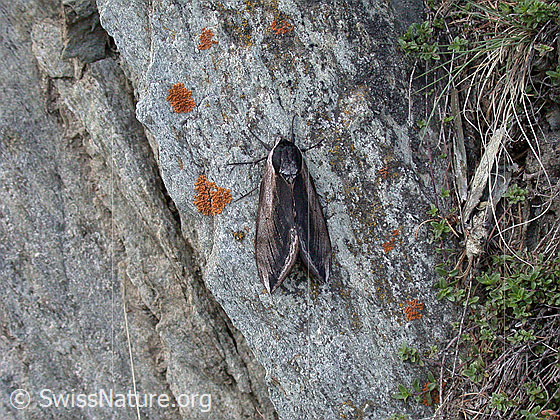 Foto: Ligusterschwärmer
Lat.: Sphinx ligustri
Familie: Sphingidae (Schwärmer)