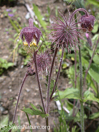 Foto: Bach-Nelkenwurz (Geum rivale). Stängel und Blüten.
Lat.: Geum rivale 
Familie: Rosaceae (Rosengewächse)
Gattung: Geum (Nelkenwurzen)