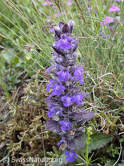 Foto: Kriechender Günsel 
Lat.: Ajuga reptans