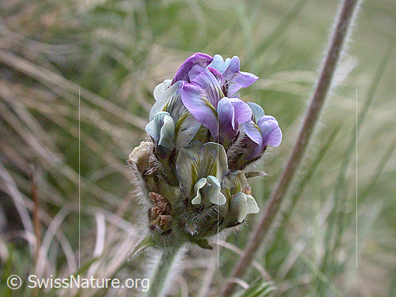Foto: Samtiger Spitzkiel, Blüte 
Lat.: Oxytropis halleri ssp. velutina
Familie: Schmetterlingsblütler