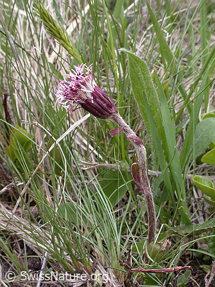 Foto: Alpenlattich 
Lat.: Homogyne alpina