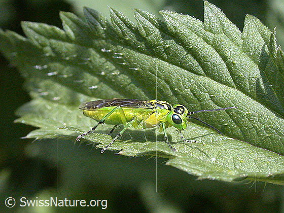 Grüne Blattwespe (Rhogogaster viridis)