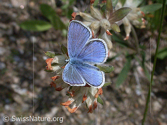 Foto: Himmelblauer Bläuling, Männchen
Lat.: Polyommatus bellargus