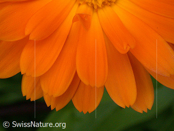 Foto: Garten-Ringelblume, Blütenblätter
Lat.: Calendula officinalis
Familie: Asteraceae (Korbblüter)