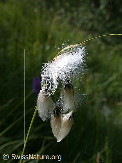 Foto: Schmallblättriges Wollgras 
Lat.: Eriophorum angustifolium