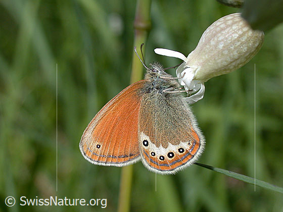 Foto: Perlgrasfalter 
Lat.: Coenonympha arcania