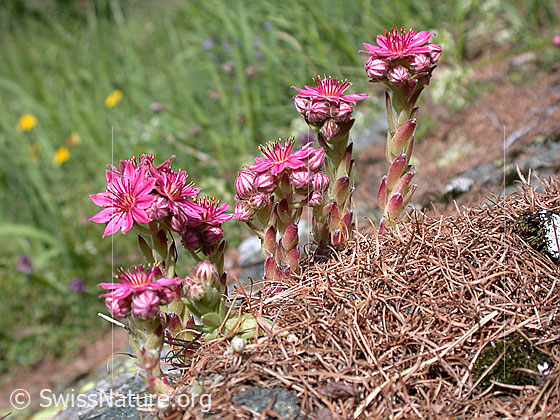 Foto: Spinnweb-Hauswurz 
Lat.: Sempervivum arachnoideum
Familie: Crassulaceae (Dickblattgewächse)