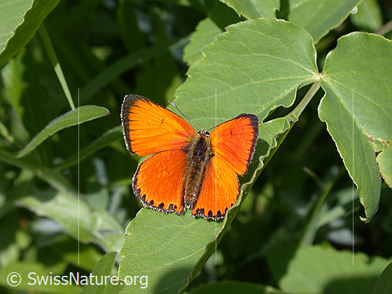 Photo: Lycaena virgaureae. Wings open. View from above.
Lat.: Lycaena virgaureae
Family: Lycaenidae
Genus: Lycaena virgaureae