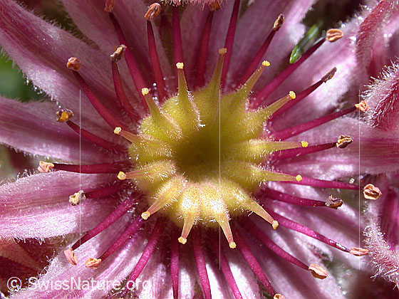 Foto: Echte Hauswurz, Blüte 
Lat.: Sempervivum tectorum
Familie: Crassulaceae (Dickblattgewächse)
Gattung: Sempervivum (Hauswurzen)