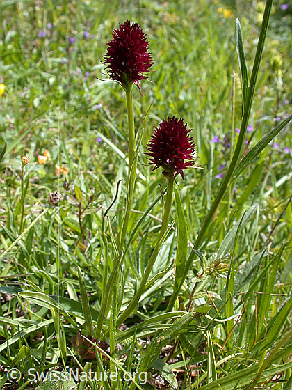 Foto: Schwarzes Männertreu 
Lat.: Nigritella rhellicani
Familie: Orchidaceae (Orchideen)
Gattung: Nigritella (Kohlröschen)