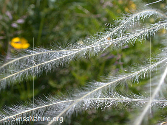 Foto: Zierliches Federgras 
Lat.: Stipa pennata eriocaulis