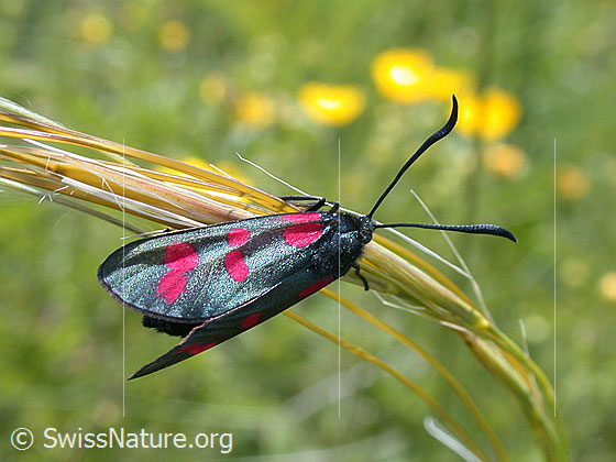 Foto: Gewöhnliches Widderchen (Zygaena filipendulae) an Federgras
Umgebung: Unbekannt.
Lat.: Zygaena filipendulae
Familie: Zygaenidae (Widderchen)
Unterfamilie: Zygaeninae (Rotwidderchen) 
Gattung: Zygaena