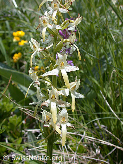 Foto: Weisses Breitkölbchen (Platanthera bifolia). Blüten.
Lat.: Platanthera bifolia
Familie: Orchidaceae (Orchideen)
Unterfamilie: Orchidoideae
Gattung: Platanthera (Breitkölbchen)