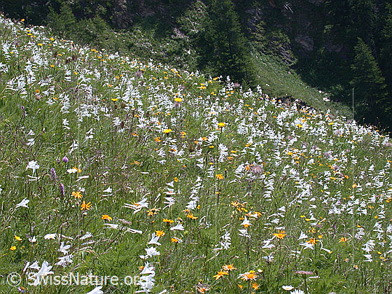 Foto: Bergwiese mit unzähligen weissen Trichterlilien 
Lat.: Paradisea liliastrum
