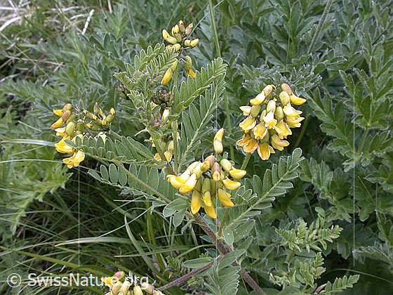 Foto: Alpenlinse 
Lat.: Astragalus penduliflorus 
Familie: Schmetterlingsblütler
