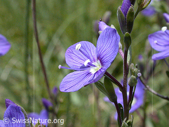 Foto: Felsen-Ehrenpreis, Blüte 
Lat.: Veronica fruticans
Familie: Plantaginaceae (Wegerichgewächse)