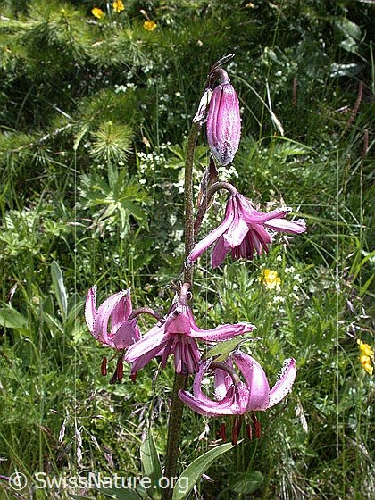 Foto: Türkenbund mit mehreren Blüten und einer Knospe 
Lat.: Lilium martagon 
Familie: Liliaceae (Liliengewächse)